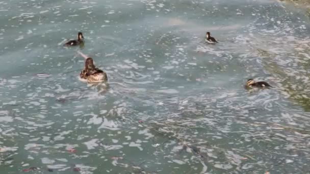 Pato y su patito en la contaminación del agua lago — Vídeo de stock