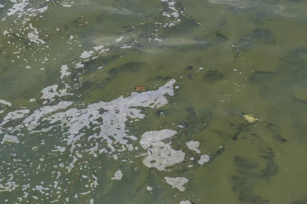 Contaminación del lago — Foto de Stock
