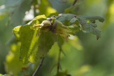 ormanda ağaçta olgun fındık