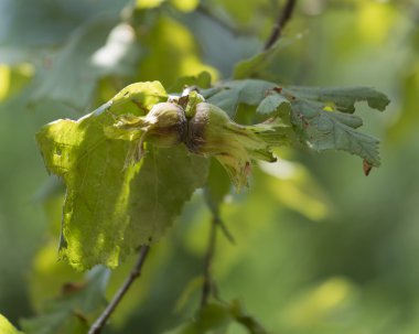 ormanda ağaçta olgun fındık