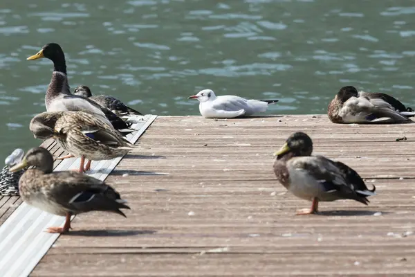 Mouette et canard sur jetée en bois — Photo