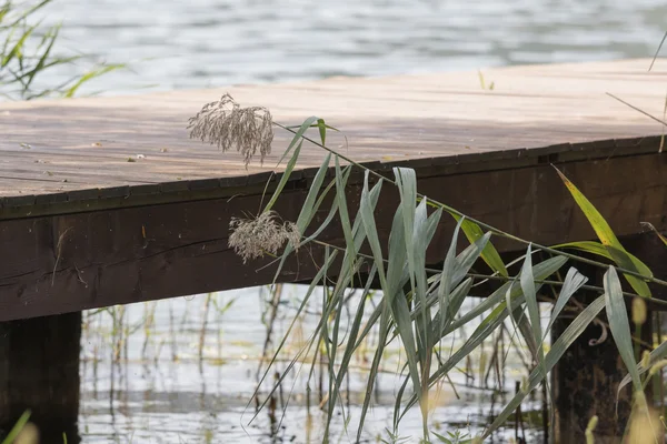 Muelle de madera y flor silvestre en el lago — Foto de Stock