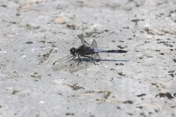 Dragonfly op vloer — Stockfoto