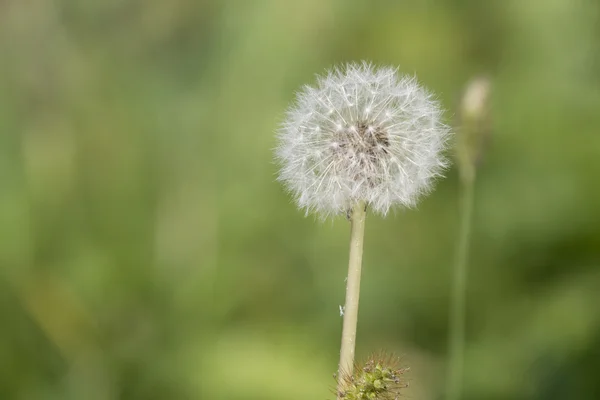 Dandelion flower in spring — Stock Photo, Image