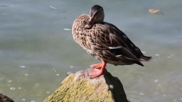 Anatra riposo su roccia sul lago — Video Stock