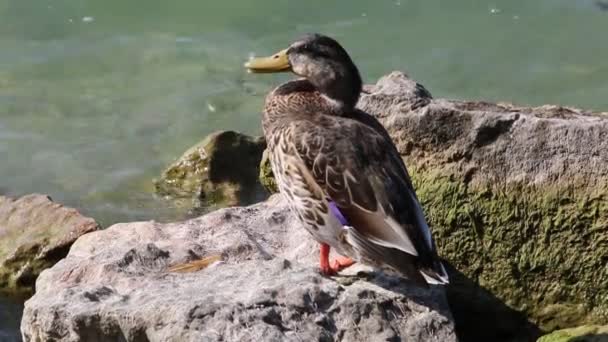 Pato descansar na rocha no lago — Vídeo de Stock