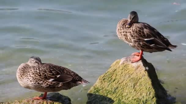 Anatra riposo su roccia sul lago — Video Stock