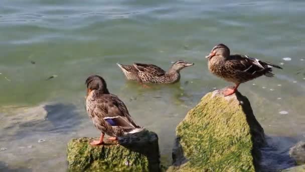 Anatra riposo su roccia sul lago — Video Stock