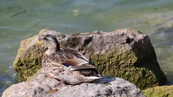 Anatra riposo su roccia sul lago — Video Stock