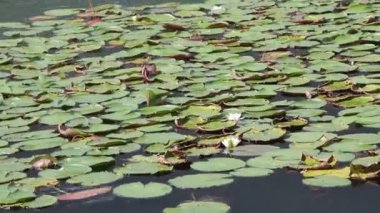 Nilüfer Göle Rüzgar ve dalga ile