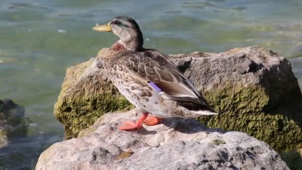 Pato descansar na rocha no lago — Vídeo de Stock