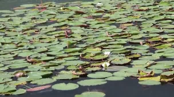 Waterlily in the lake with wind and wave — Stock Video