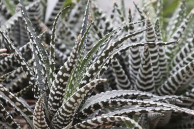 Bahçedeki sulu bitkiler.