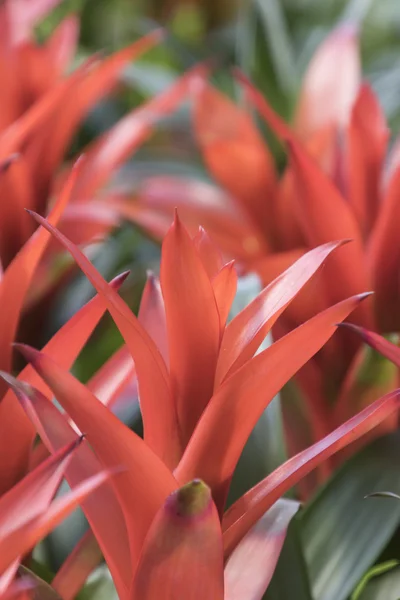 Guzmania lingulata plant in de tuin — Stockfoto