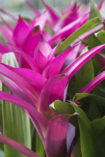 Guzmania lingulata planta no jardim — Fotografia de Stock