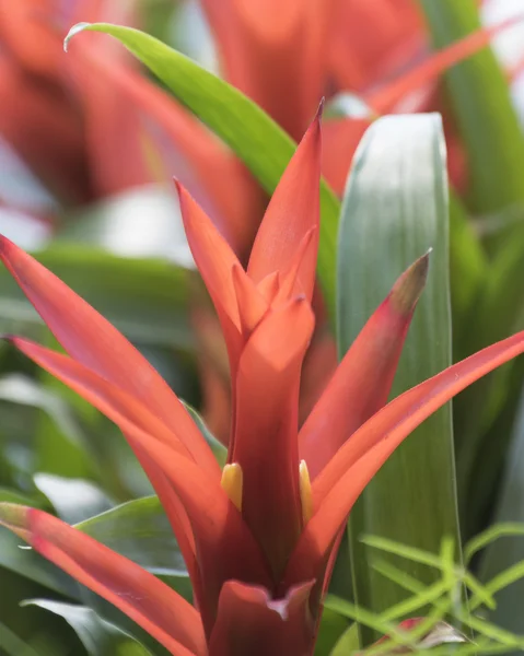 Guzmania lingulata planta no jardim — Fotografia de Stock