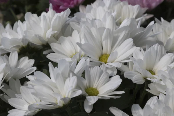 Chrysanthemums in the garden — Stock Photo, Image