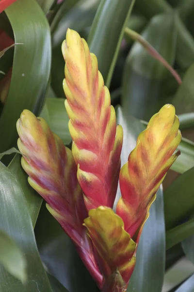 Vriesea planta suculenta em flor — Fotografia de Stock