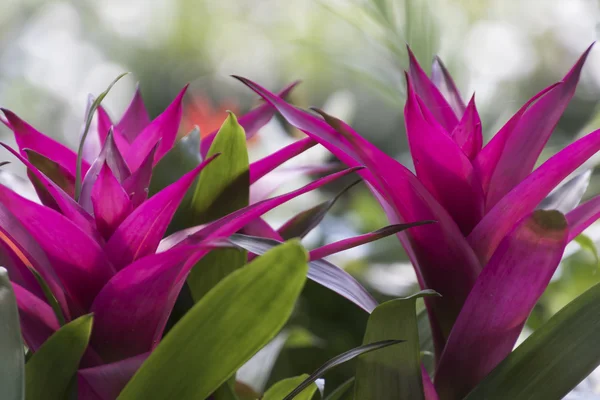 Guzmania lingulata planta no jardim — Fotografia de Stock