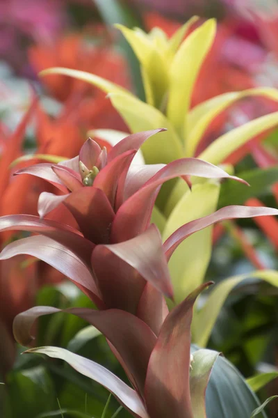 Guzmania lingulata planta no jardim — Fotografia de Stock