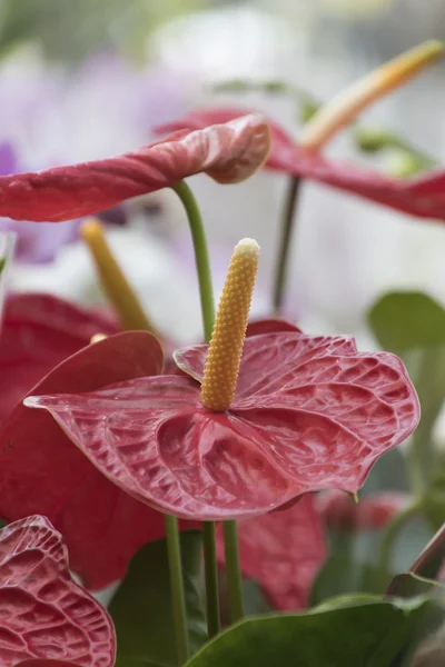 Anthurium in fiore in giardino — Foto Stock
