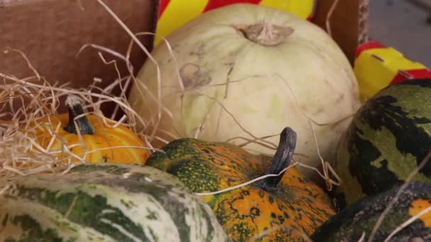 Pompoen in de herfst — Stockvideo