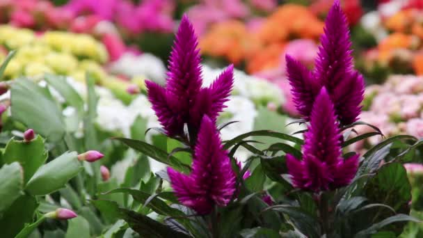 Celosia λουλούδι στον κήπο — Αρχείο Βίντεο