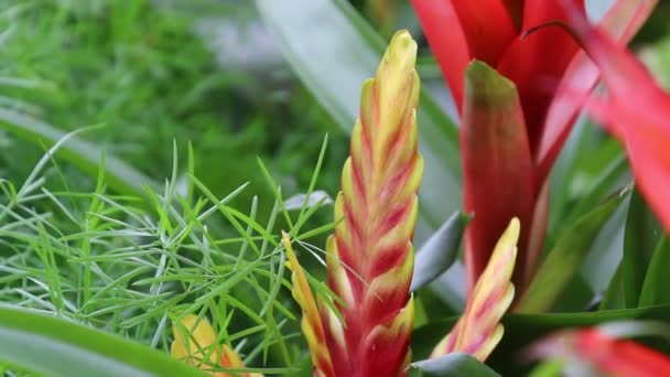 Vriesea sukulentní rostlina v květu — Stock video