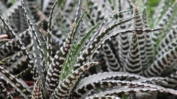 Planta suculenta en el jardín — Vídeos de Stock