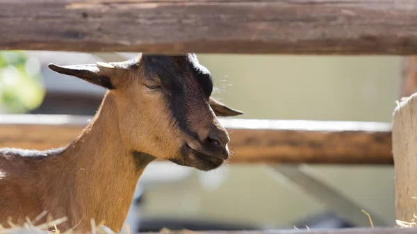 Ziege auf dem Hof — Stockfoto