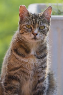 meraklı kedi