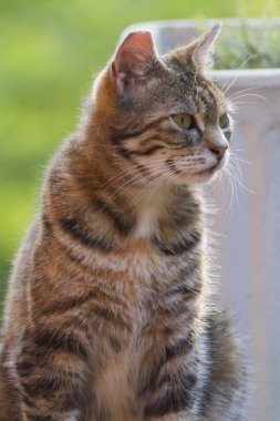meraklı kedi
