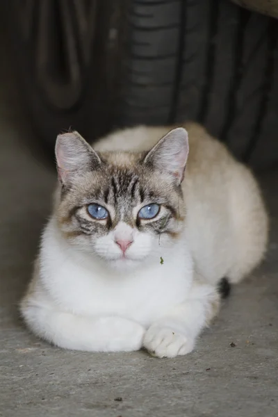 Neugierige Katze — Stockfoto