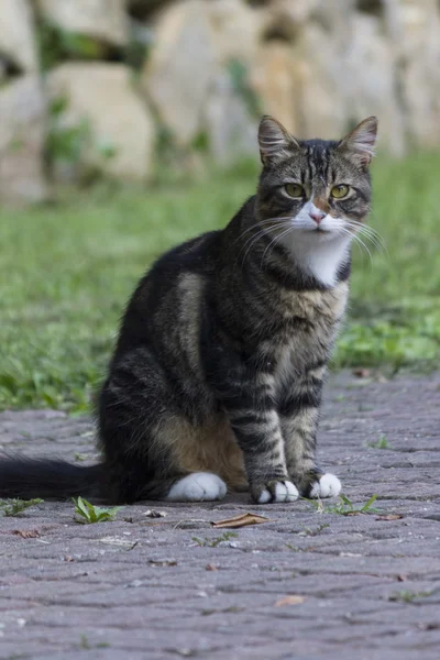 Gato curioso — Fotografia de Stock