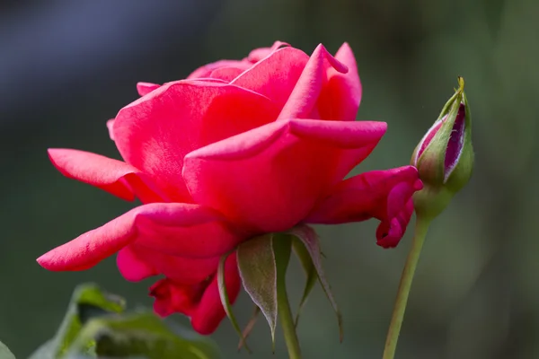 Rosas en el jardín — Foto de Stock