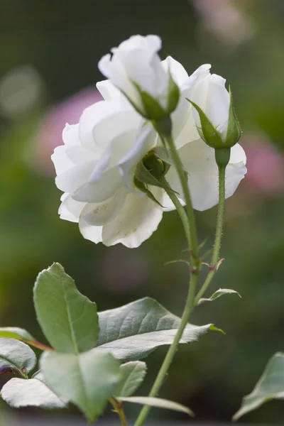 Roses in the garden — Stock Photo, Image