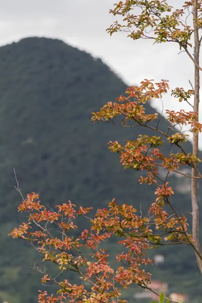 Albero nella foresta — Foto Stock