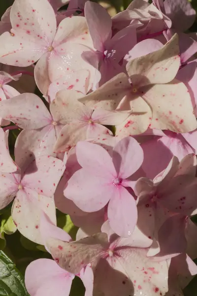 Hortensia dans le jardin — Photo