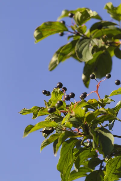 Pêras na árvore — Fotografia de Stock