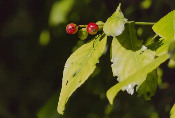 Beeren im Wald — Stockfoto