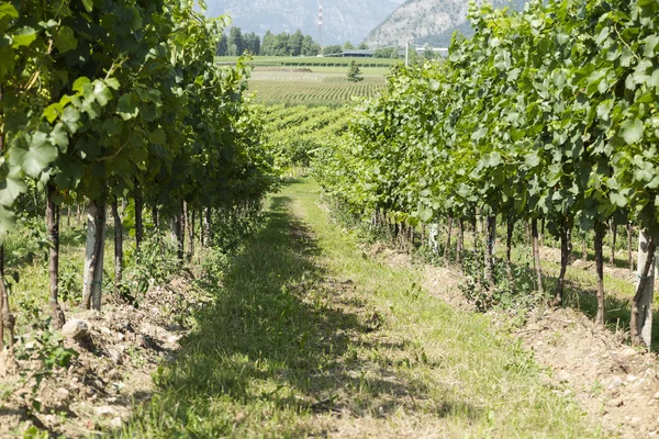 Виноград и виноградники весной — стоковое фото