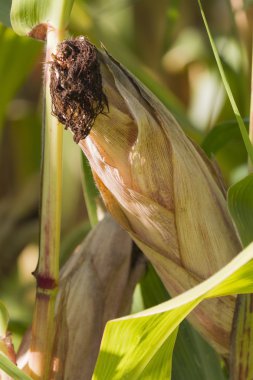 Mısır ile ekilen alan