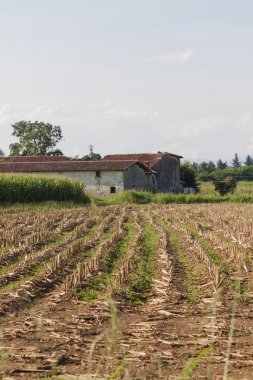 Mısır ile ekilen alan