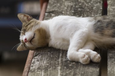 Şirin kedi.