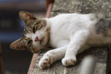 Şirin kedi.