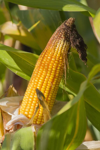 Поле, посаджене кукурудзою на коб — стокове фото