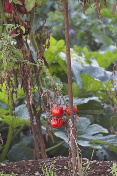 Tomaten im Garten — Stockfoto