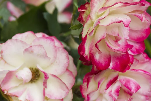 Rosas no jardim — Fotografia de Stock