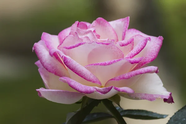 Roses in the garden — Stock Photo, Image