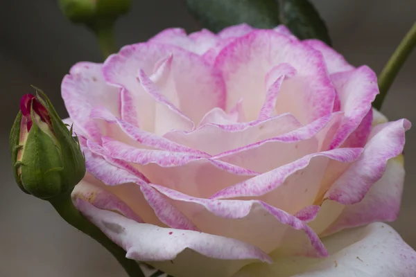 Rosas en el jardín —  Fotos de Stock